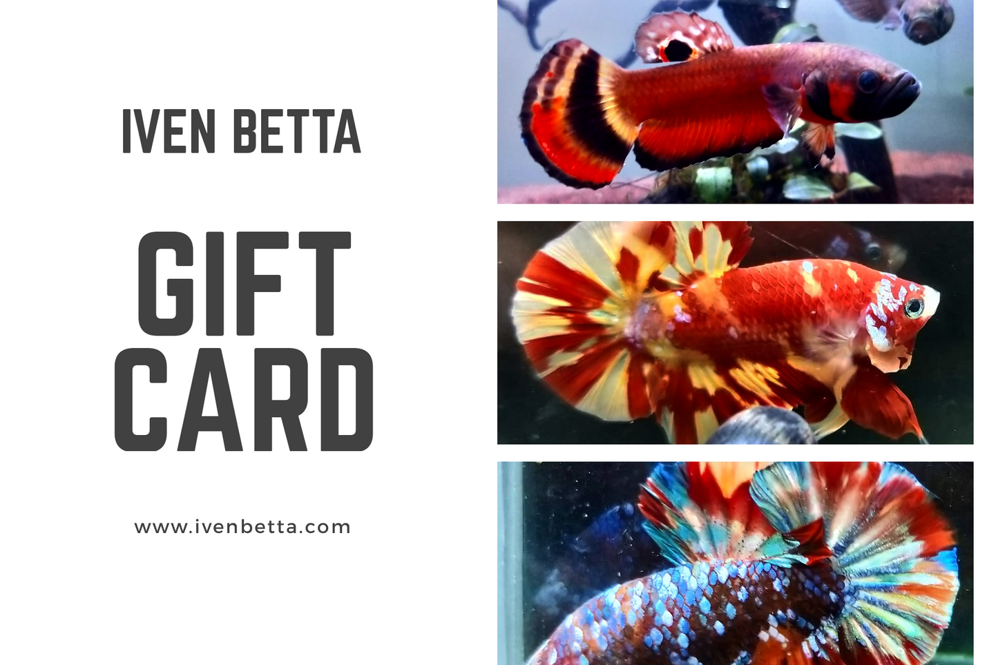 IB AQ - Gift Card by ivenbetta