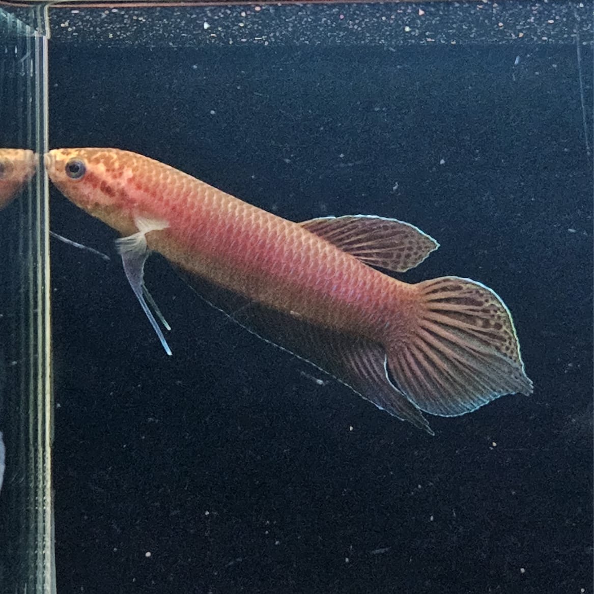 Betta Bellica by Iven Betta