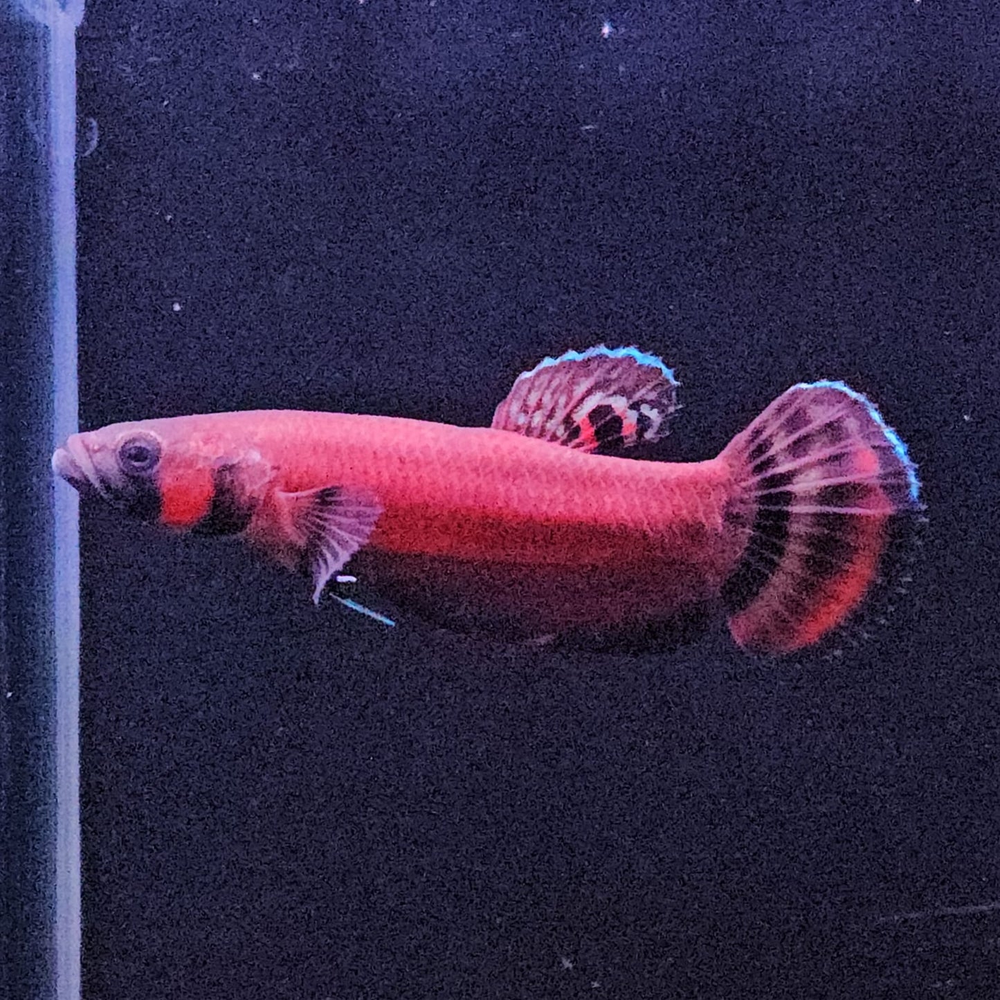Betta Macrostoma by Iven Betta