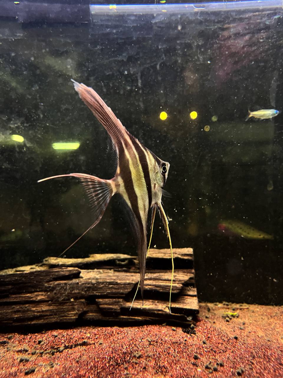 Pterophyllum Altum by Iven Betta
