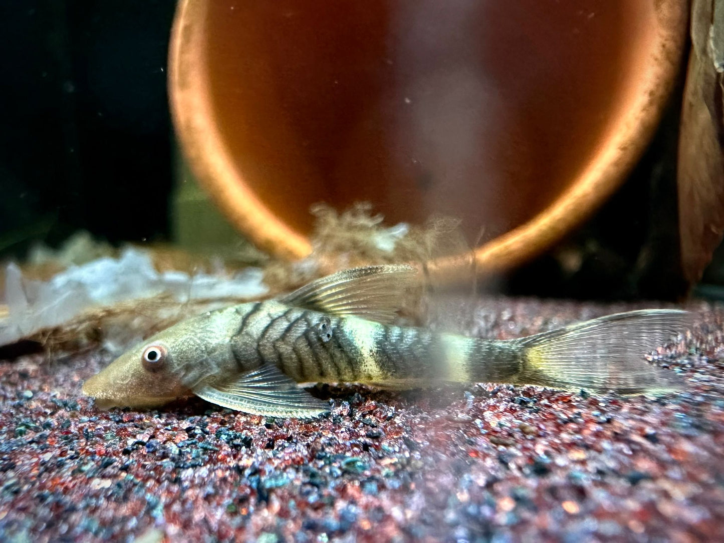Nannopoptopoma sp. 'Peru Orange' by Iven Betta