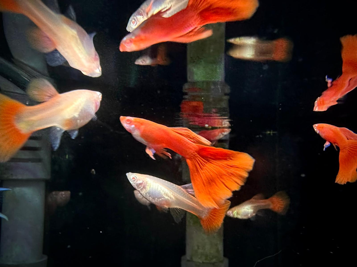 Poecilia Reticulata 'Albino Full Red' by Iven Betta