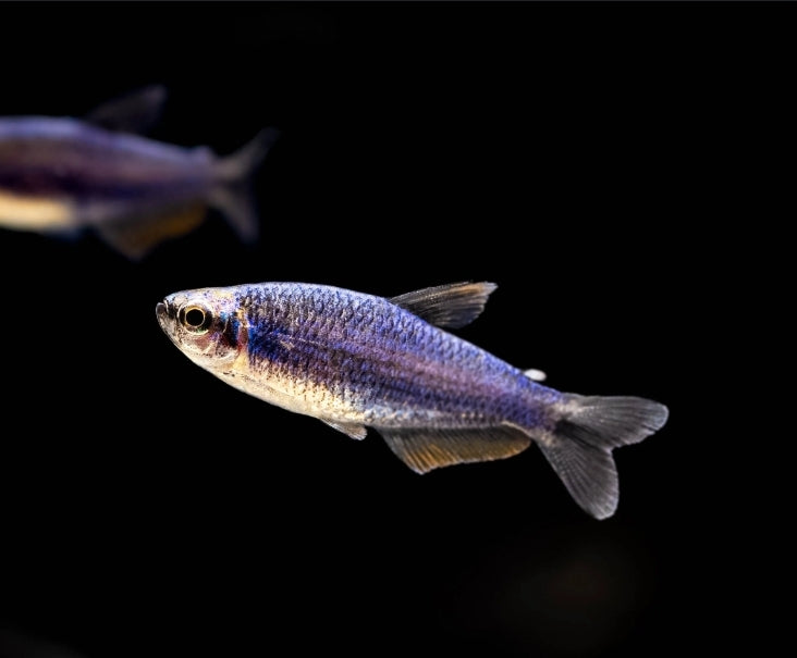 Inpaichthys "Super Kerri" by Iven Betta