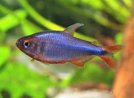 Hyphessobrycon Wadai by Iven Betta