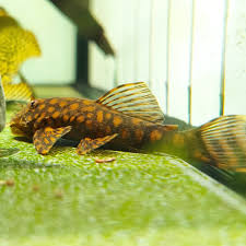 Ancistrus sp. "Rio Paraguay" L528 by Iven Betta