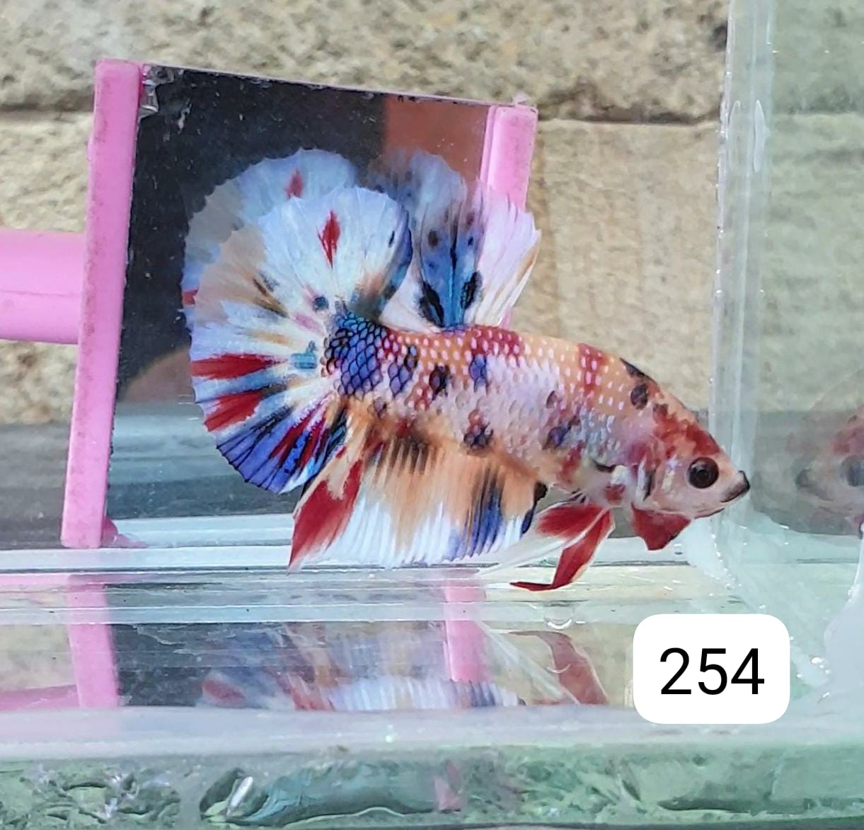 HMPK Betta Splendens #T254 by ivenbetta