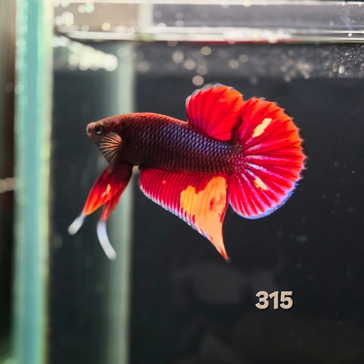 HMPK Betta Splendens #T315 by ivenbetta