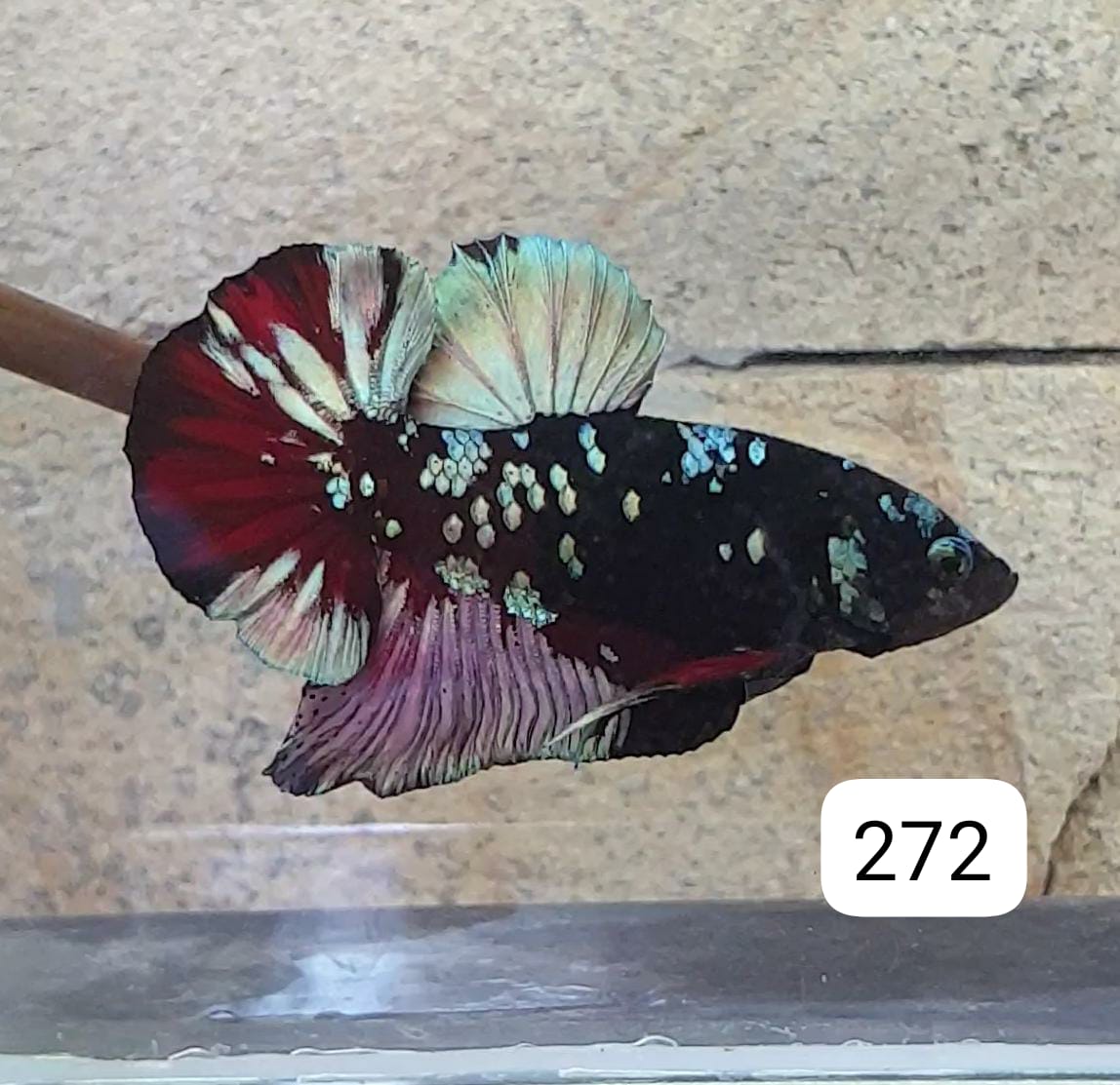 HMPK Betta Splendens #T272 by ivenbetta