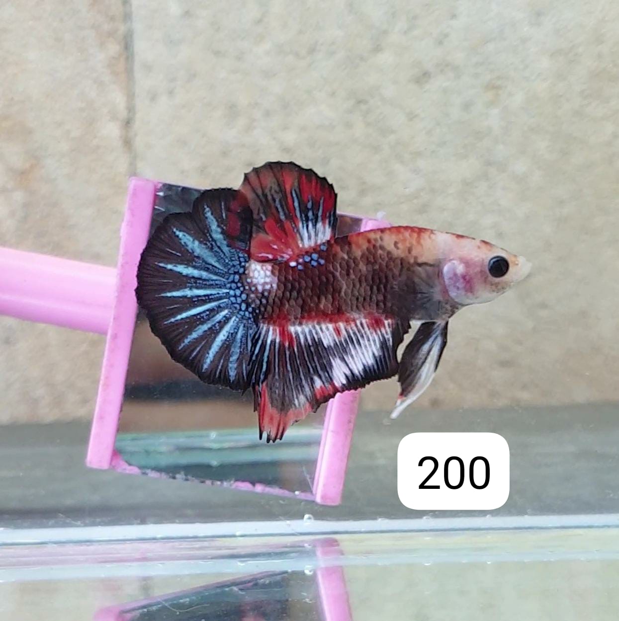 HMPK Betta Splendens #T200 by ivenbetta