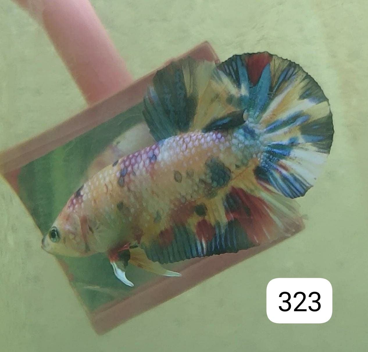 HMPK Betta Splendens #T323 by ivenbetta