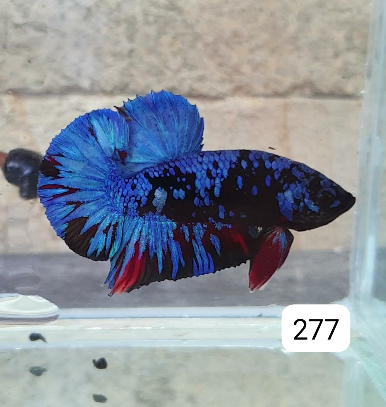 HMPK Betta Splendens #T277 by ivenbetta