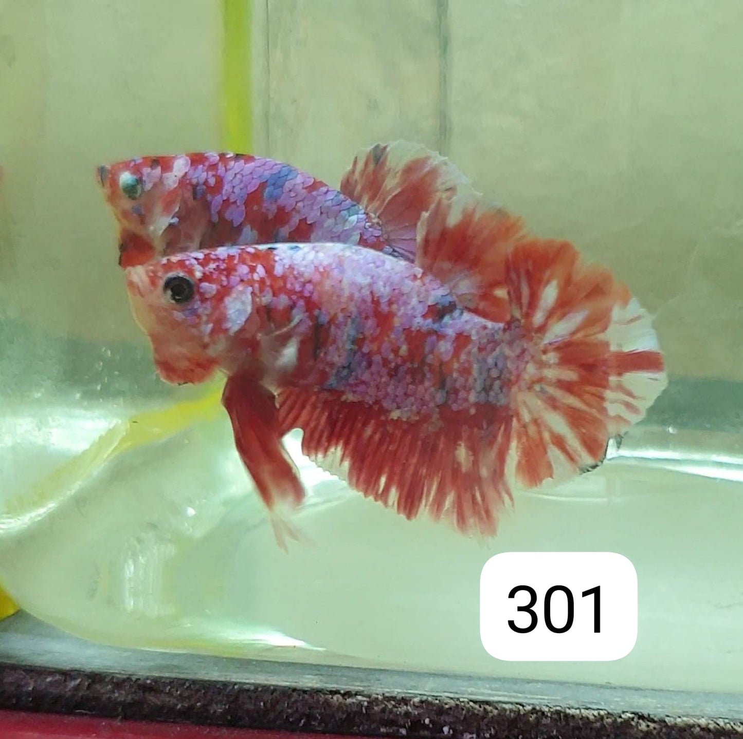 HMPK Betta Splendens #T301 by ivenbetta