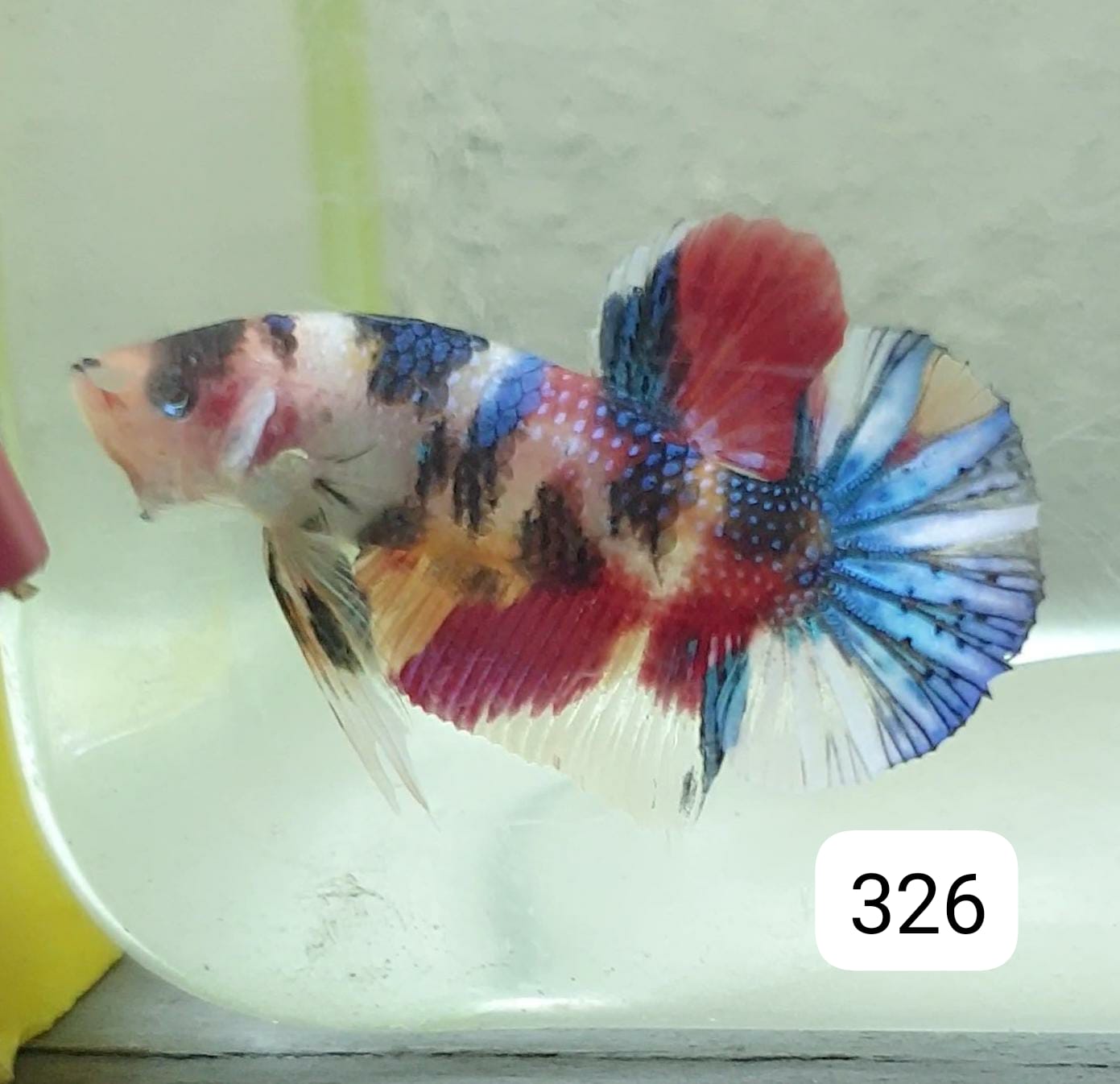 HMPK Betta Splendens #T326 by ivenbetta