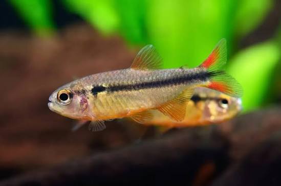 Hyphessobrycon Comodoro by Iven Betta