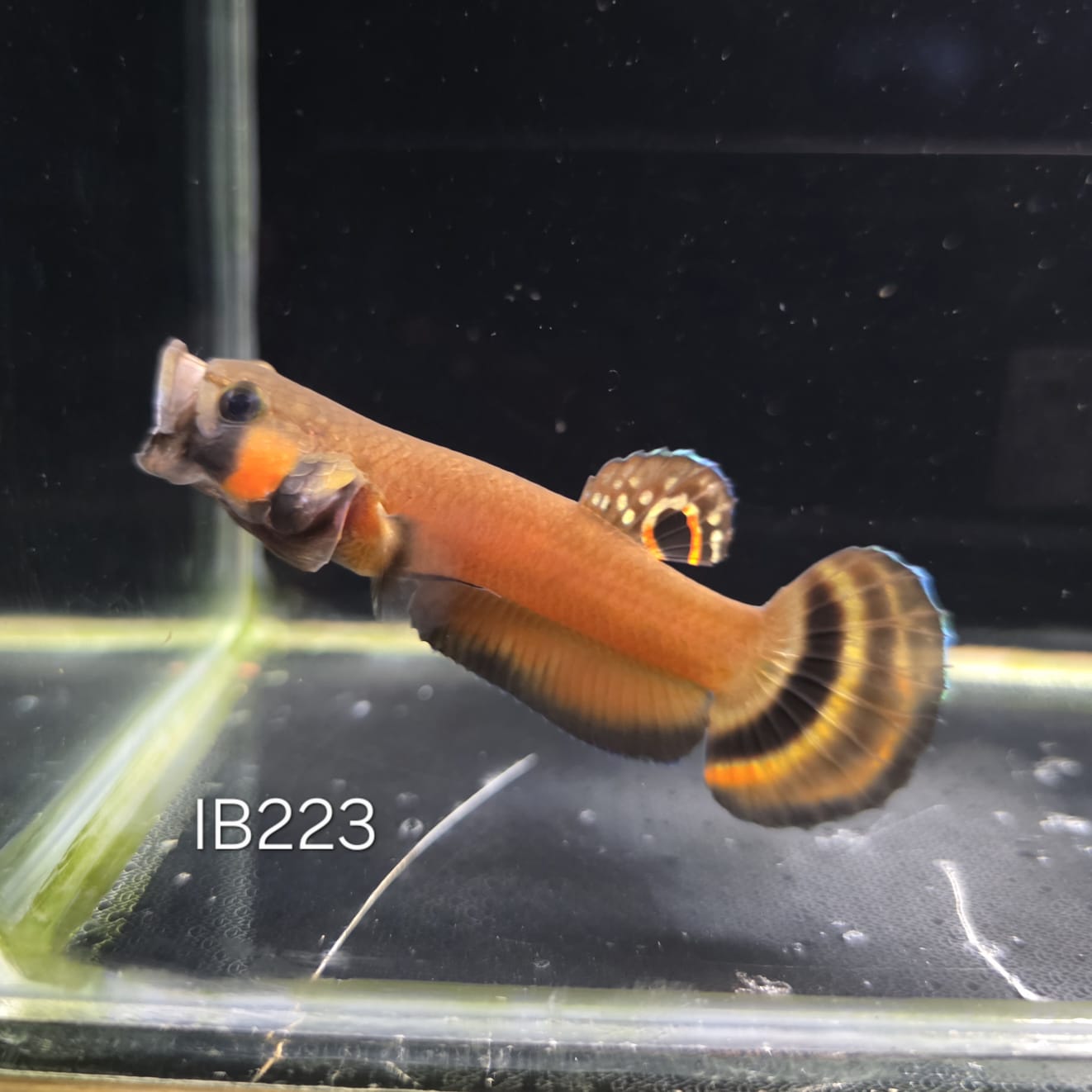 Macrostoma Male (IB223) 7cm by ivenbetta