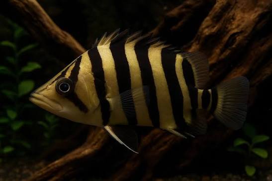 Datnioides Microlepis 'IT' by Iven Betta