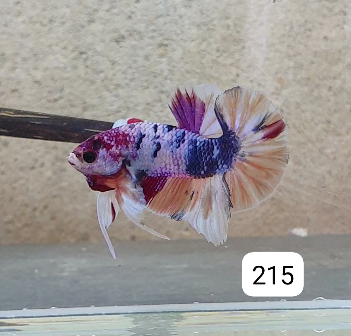 HMPK Betta Splendens #T215 by ivenbetta