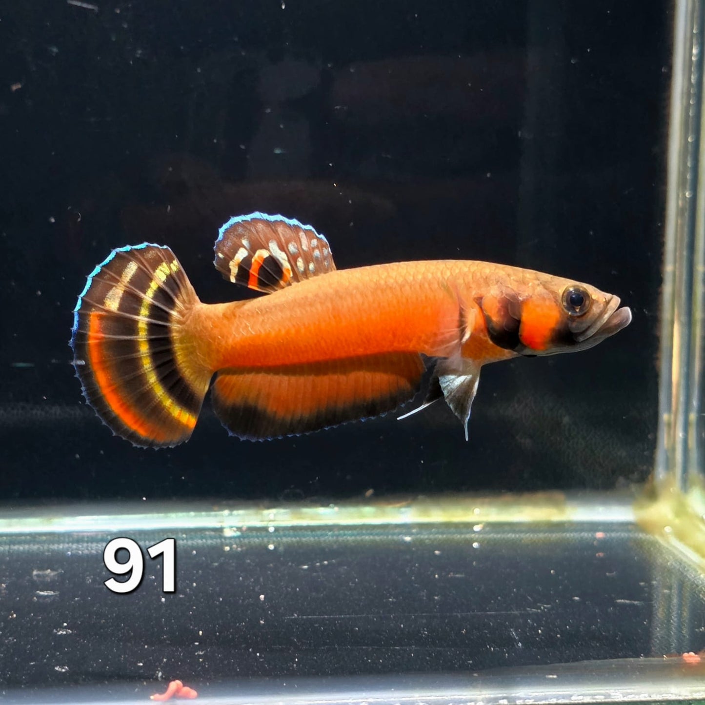 Macrostoma Male (IB091) by ivenbetta