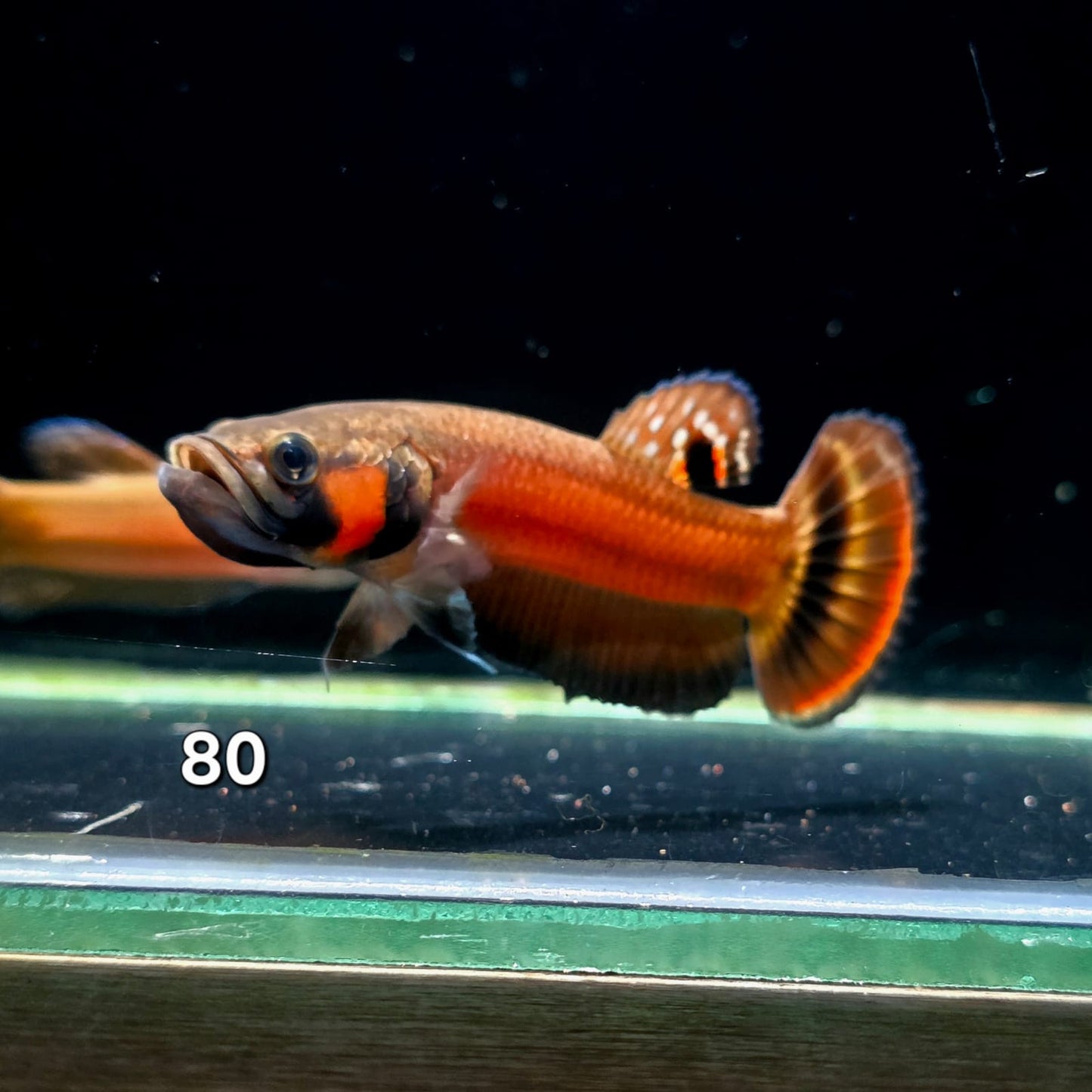 Macrostoma Male (IB080) by ivenbetta