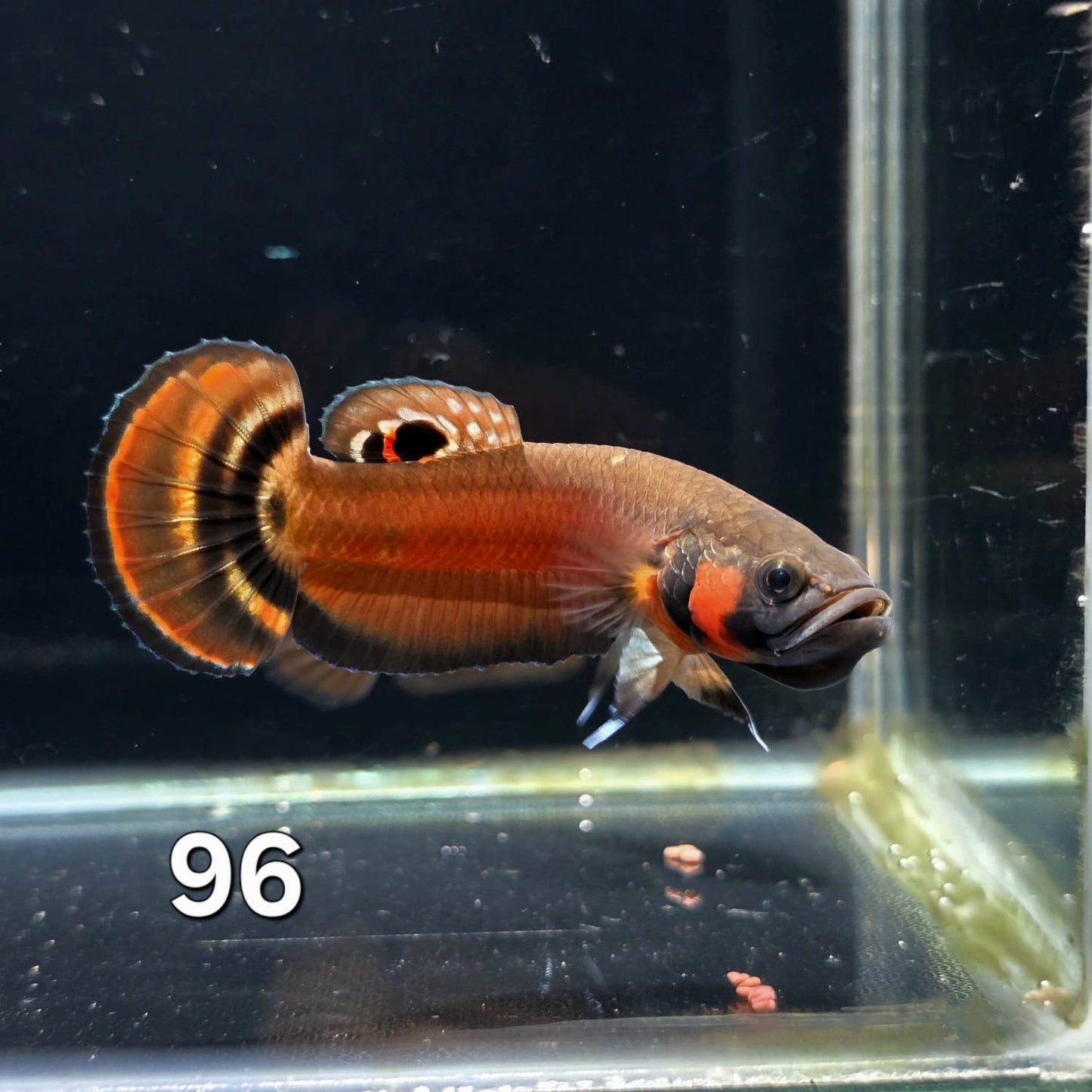 Macrostoma Male (IB096) King Tail by ivenbetta