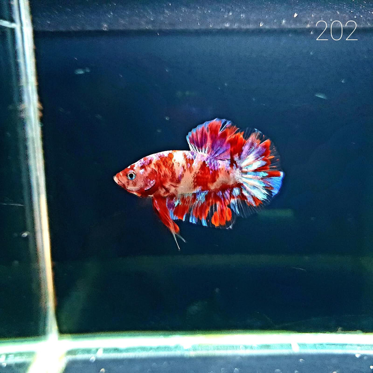 HMPK Betta Splendens #T202 by ivenbetta