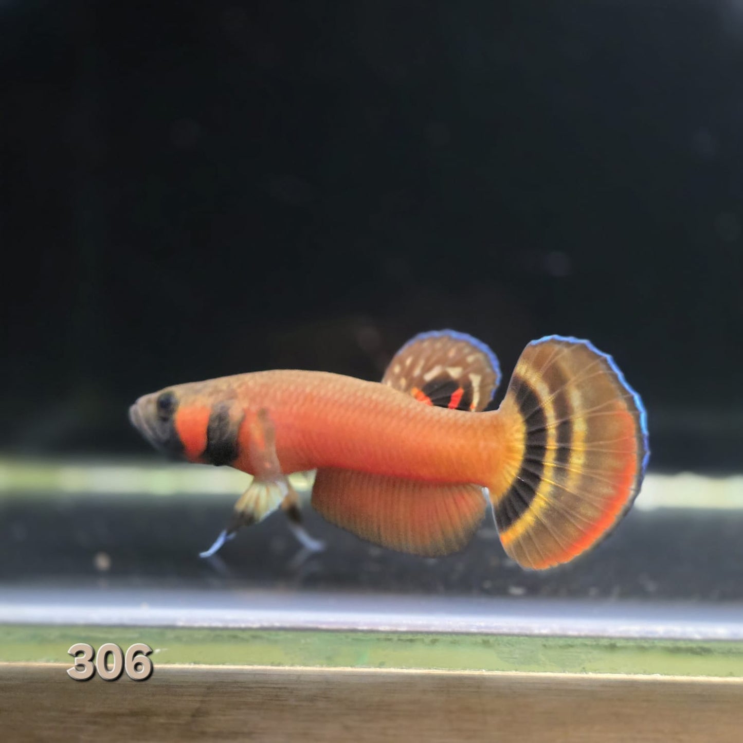 Macrostoma Male (IB306) Show Grade by ivenbetta