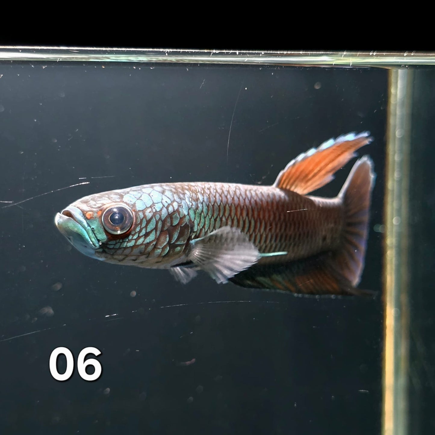 Antuta Male (IB06) by ivenbetta