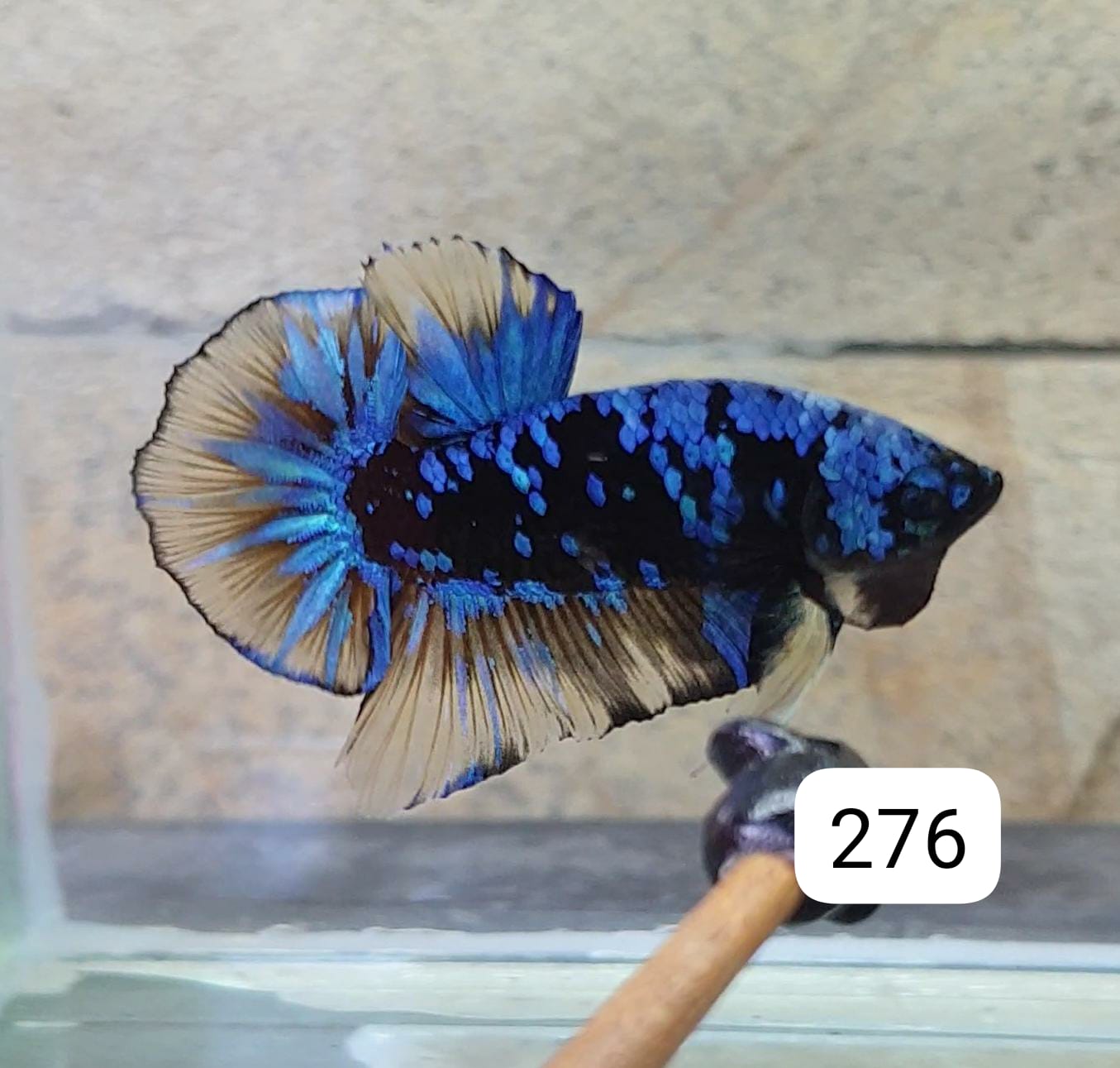 HMPK Betta Splendens #T276 by ivenbetta