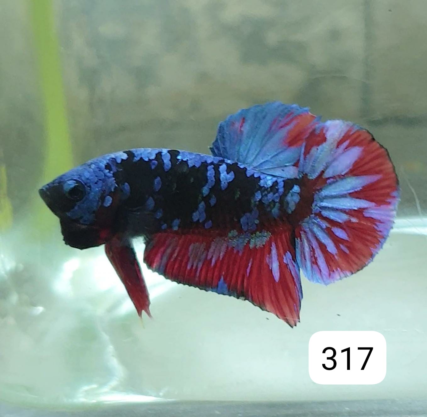 HMPK Betta Splendens #T317 by ivenbetta