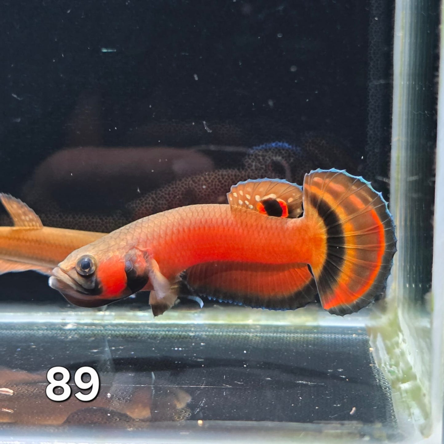 Macrostoma Male (IB089) by ivenbetta