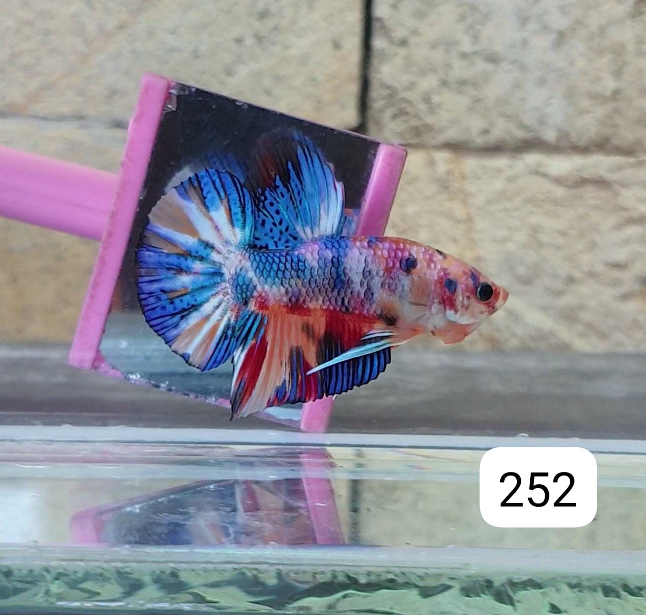 HMPK Betta Splendens #T252 by ivenbetta
