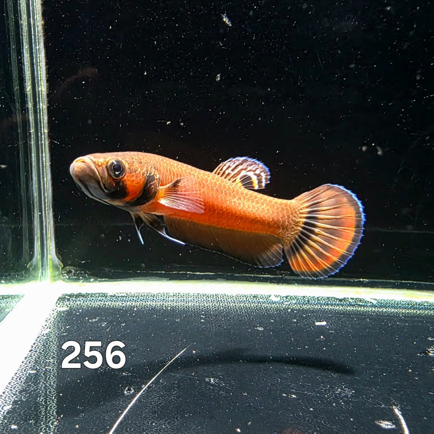 Macrostoma Male (IB256) by ivenbetta