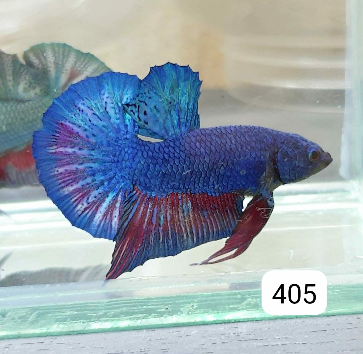 HMPK Betta Splendens #T405 by ivenbetta