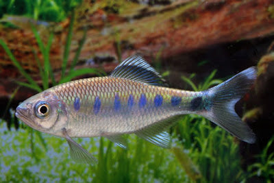 Opsarius Bakeri by Iven Betta