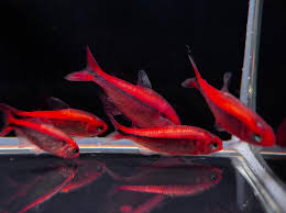 Hyphessobrycon Myrmex "Platinum Red" by Iven Betta