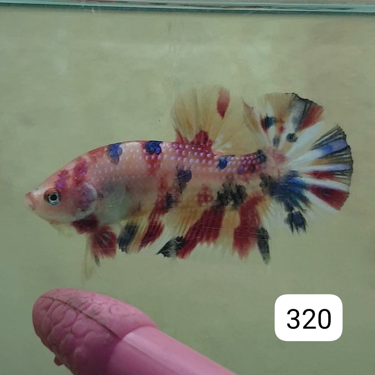 HMPK Betta Splendens #T320 by ivenbetta