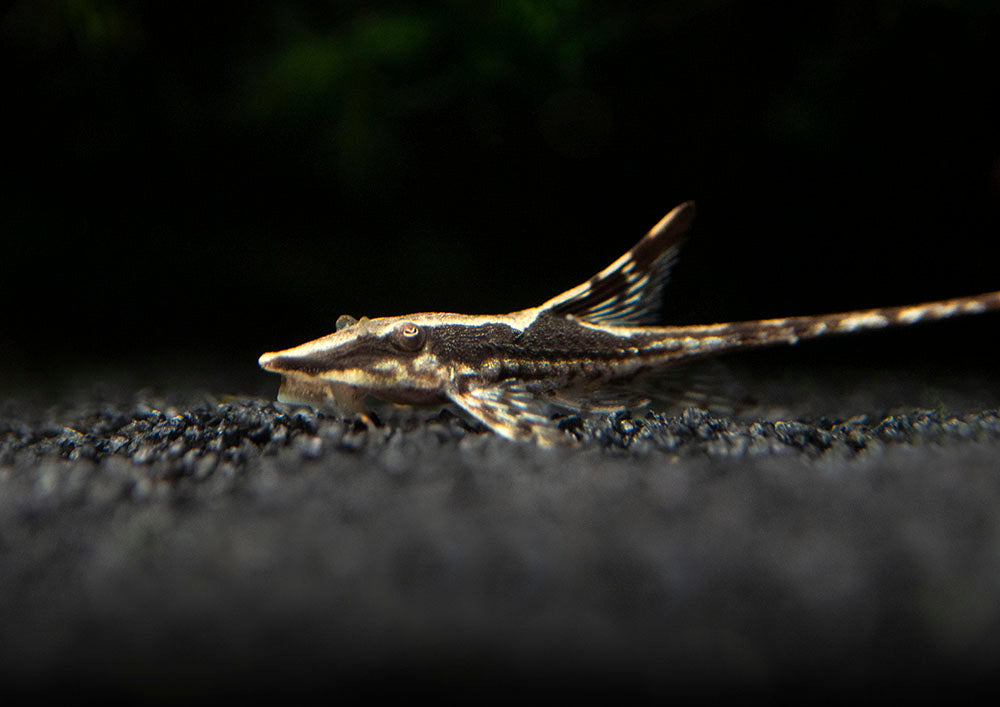 Sturisoma Panamense by Iven Betta