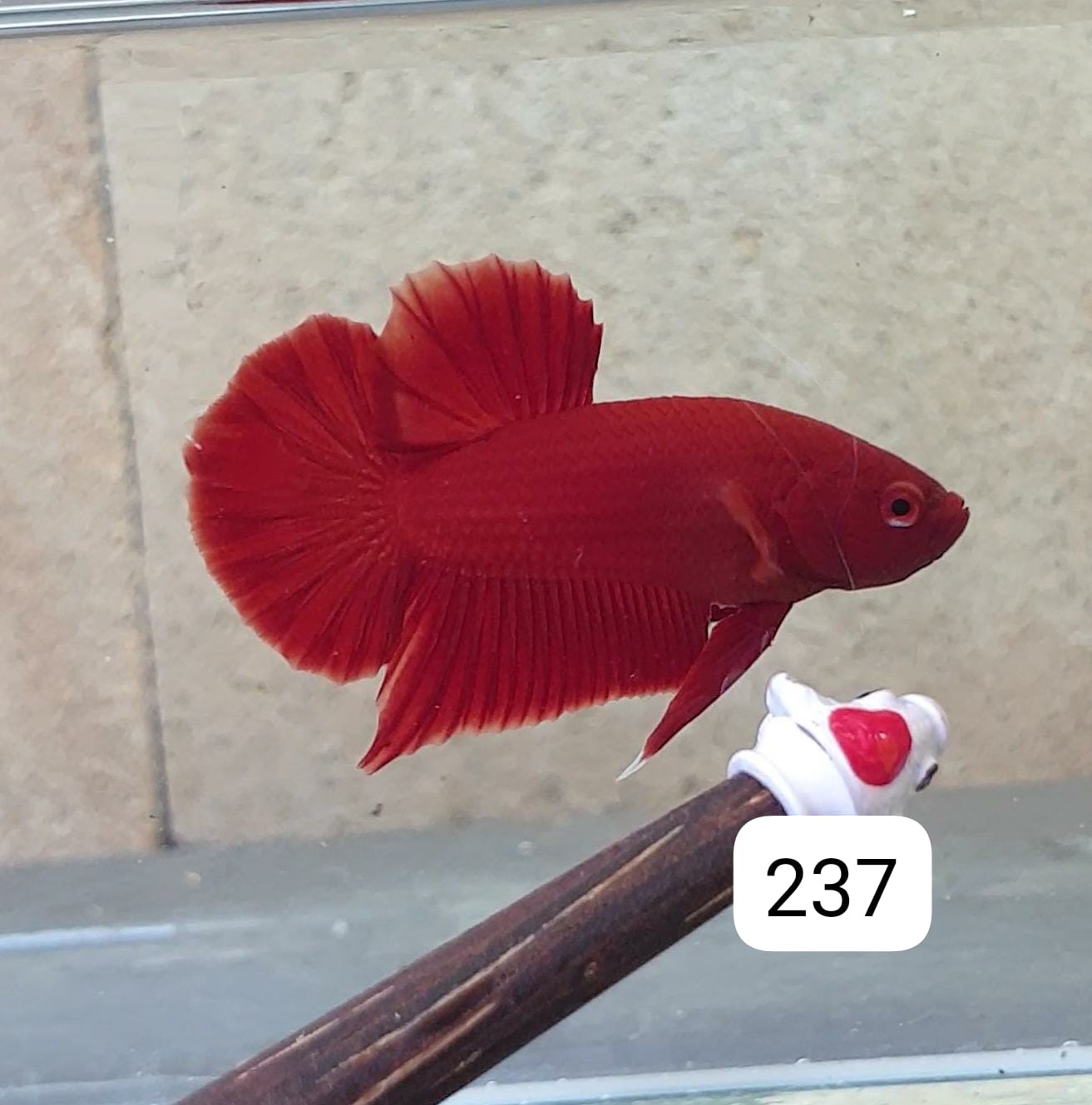 HMPK Betta Splendens #T237 by ivenbetta