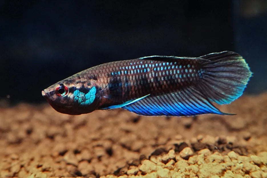 Betta Krataios by Iven Betta