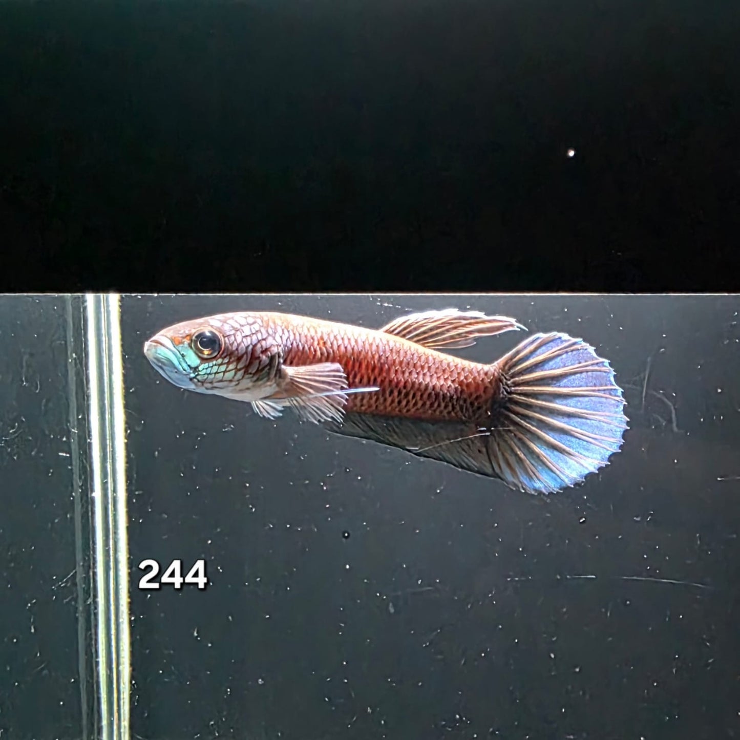 Antuta Male (IB244) by ivenbetta