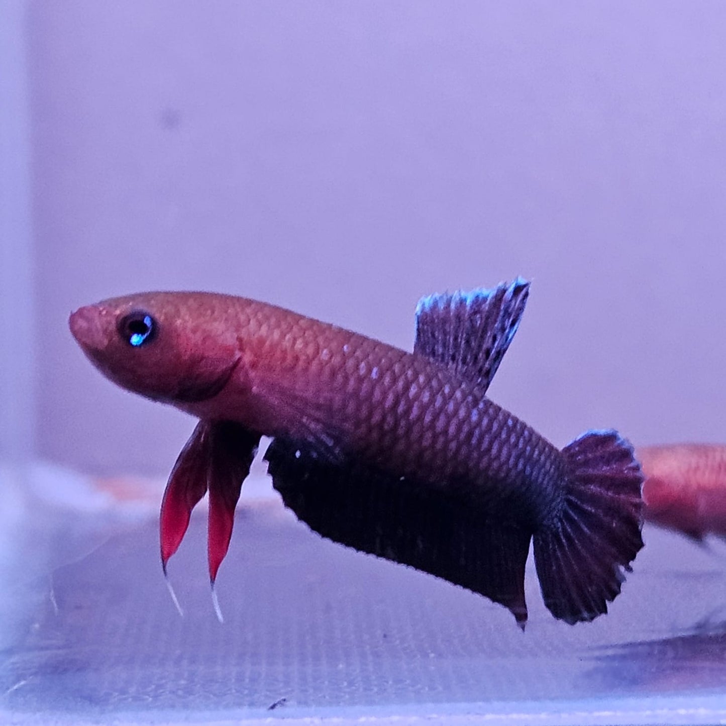 Betta cf. Persephone by Iven Betta