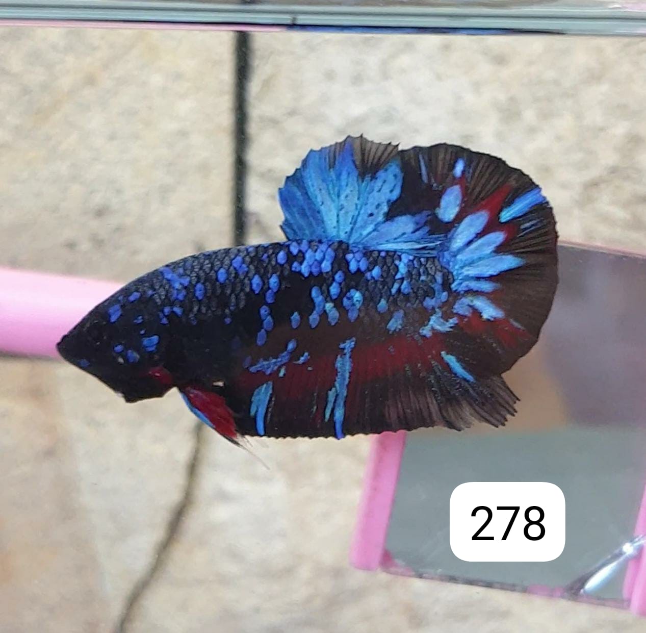 HMPK Betta Splendens #T278 by ivenbetta