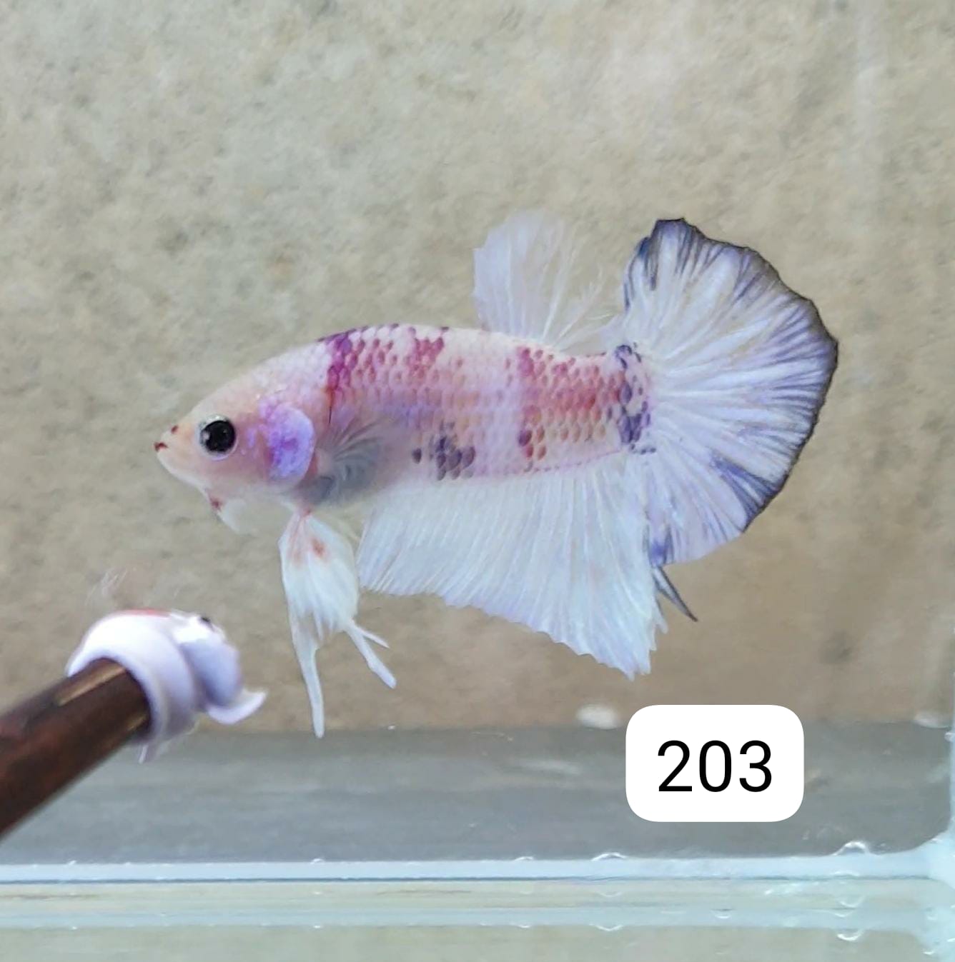 HMPK Betta Splendens #T203 by ivenbetta