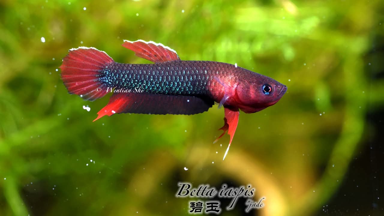 Betta Iaspis sp. Api Api "Jade" by Iven Betta