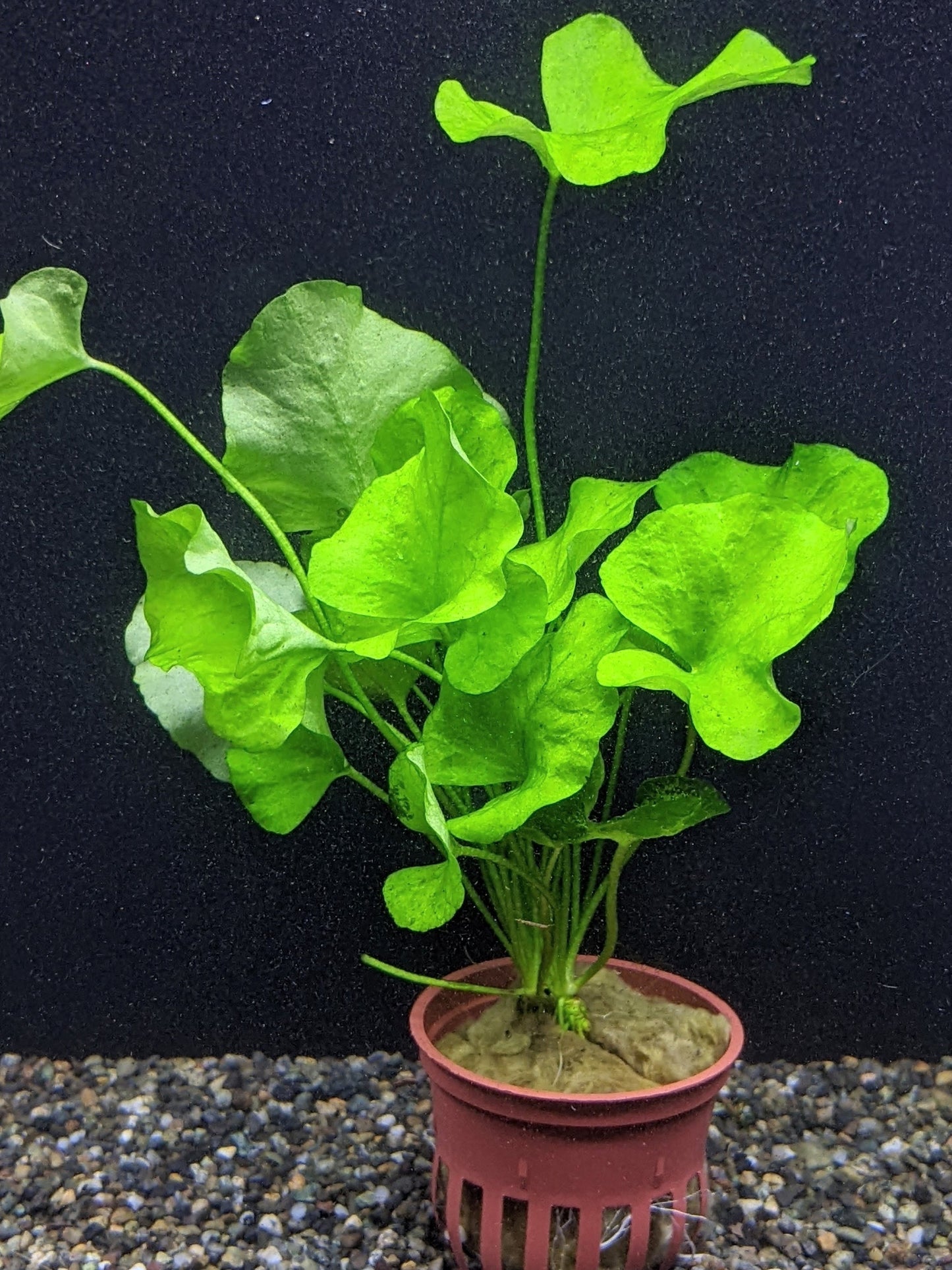 Nymphoides Hydrophylla 'Taiwan Lily' by Iven Betta
