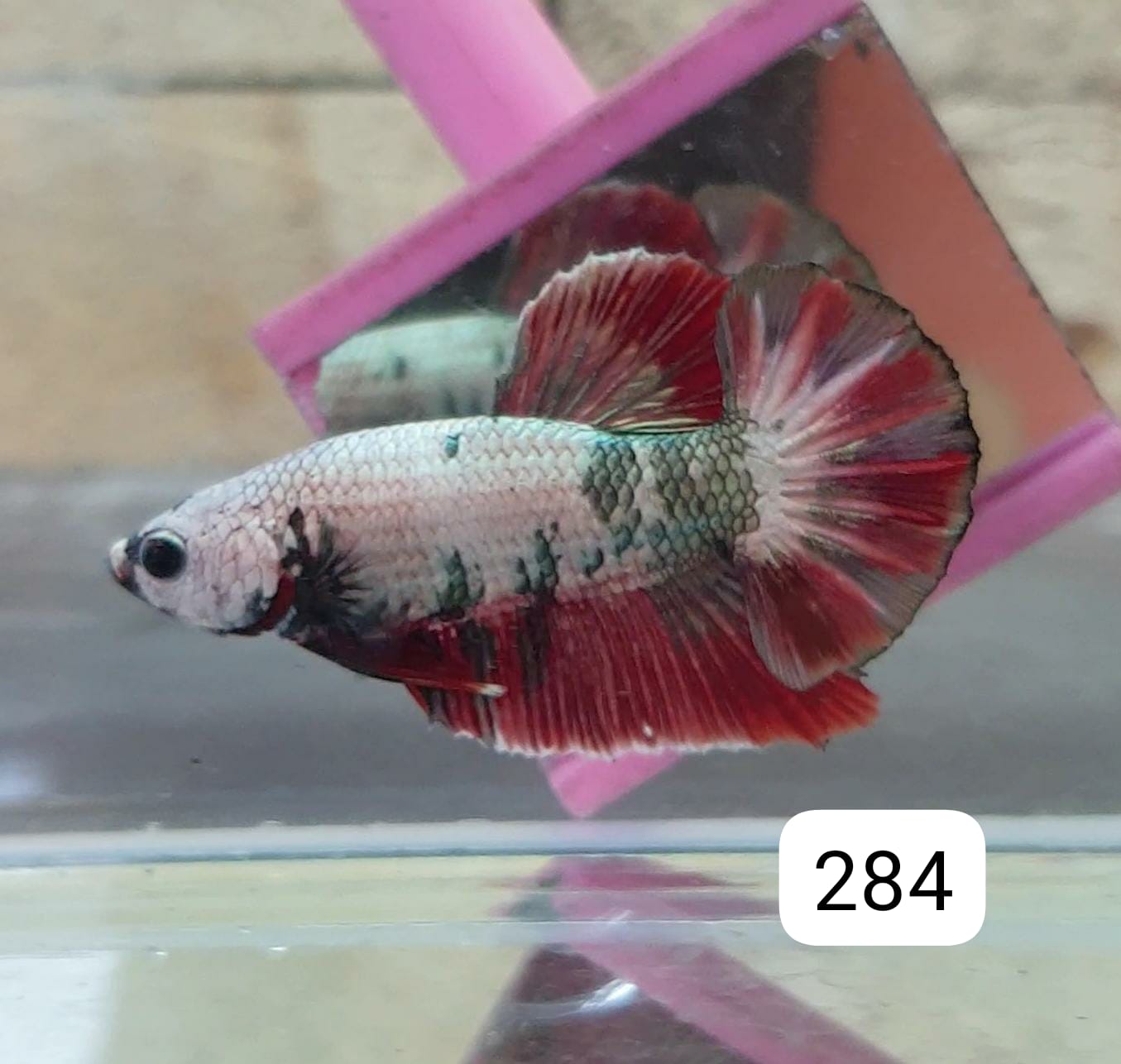 HMPK Betta Splendens #T284 by ivenbetta