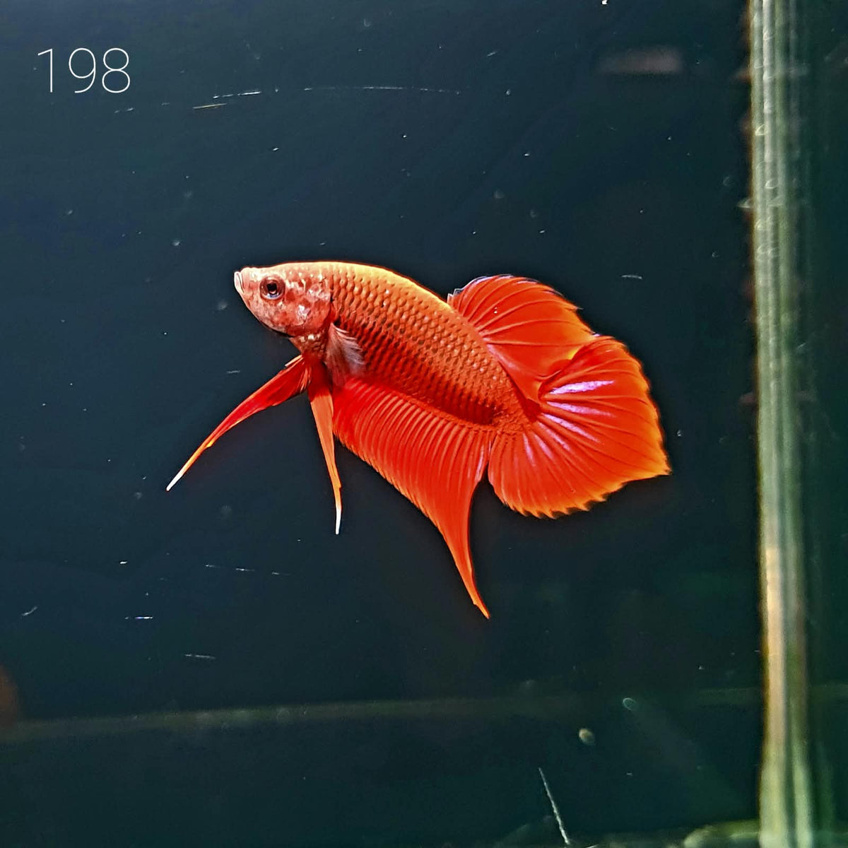 HMPK Betta Splendens #T198 by ivenbetta