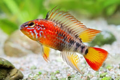 Apistogramma Viejita "Red Neck" by Iven Betta