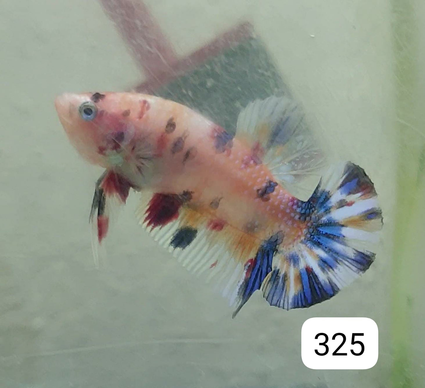 HMPK Betta Splendens #T325 by ivenbetta