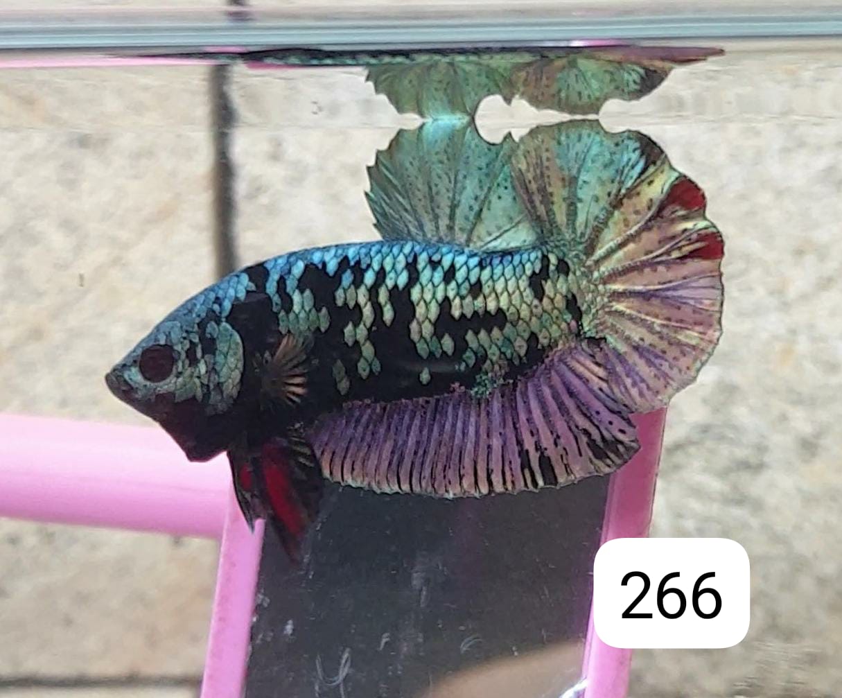 HMPK Betta Splendens #T266 by ivenbetta